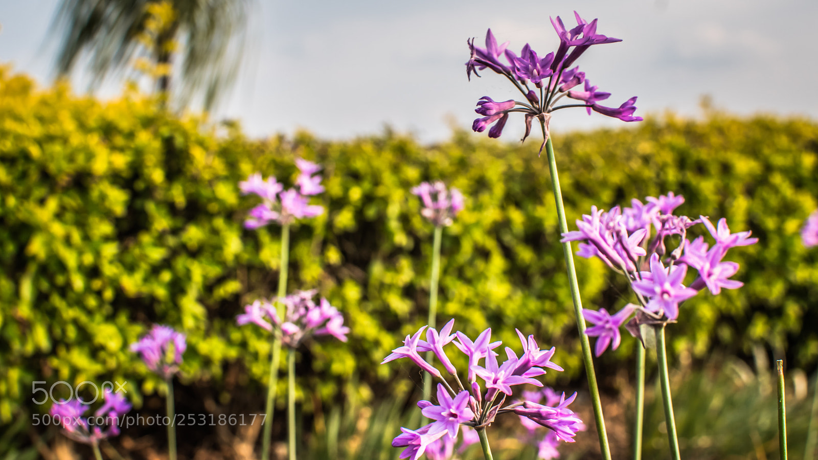 Nikon D5500 sample photo. Flower photography
