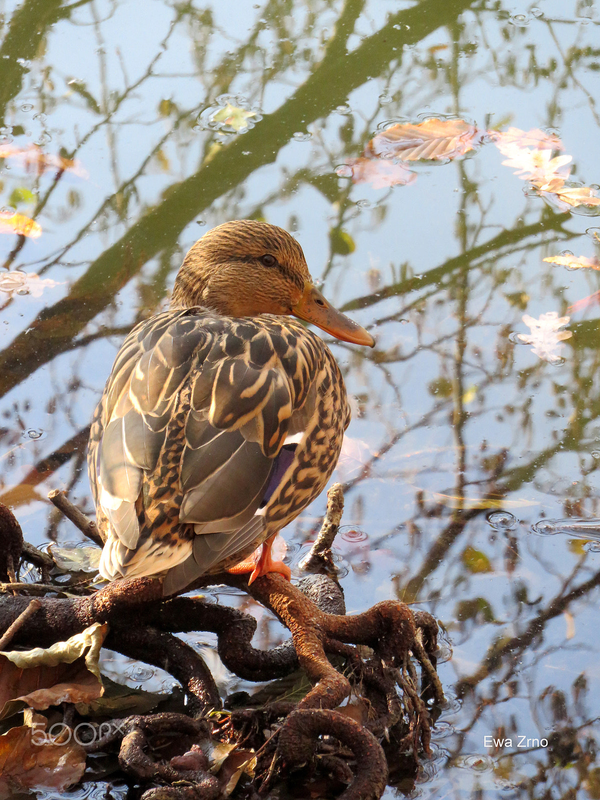 Canon PowerShot SX700 HS sample photo. You talkin´ to me? photography