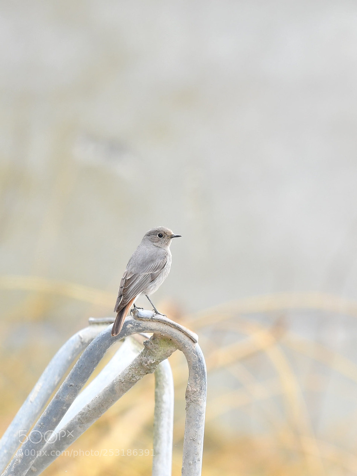 Nikon D500 sample photo. Rougequeue photography