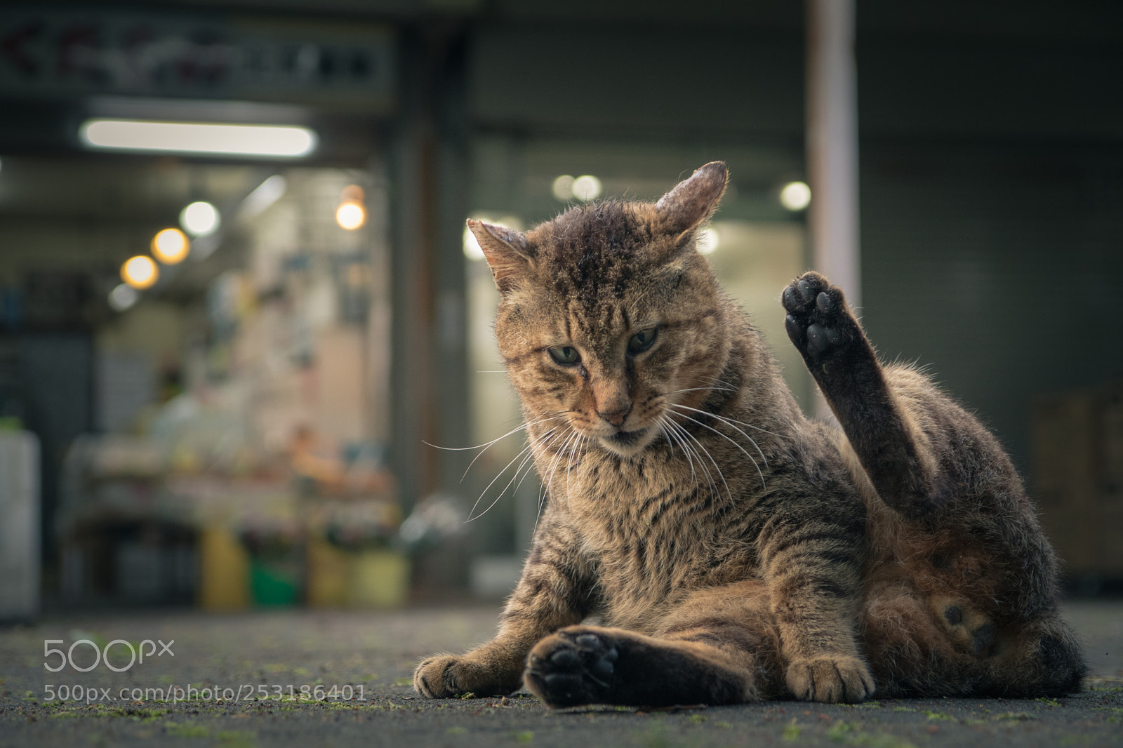 Canon EOS 80D sample photo. Sexy cat photography