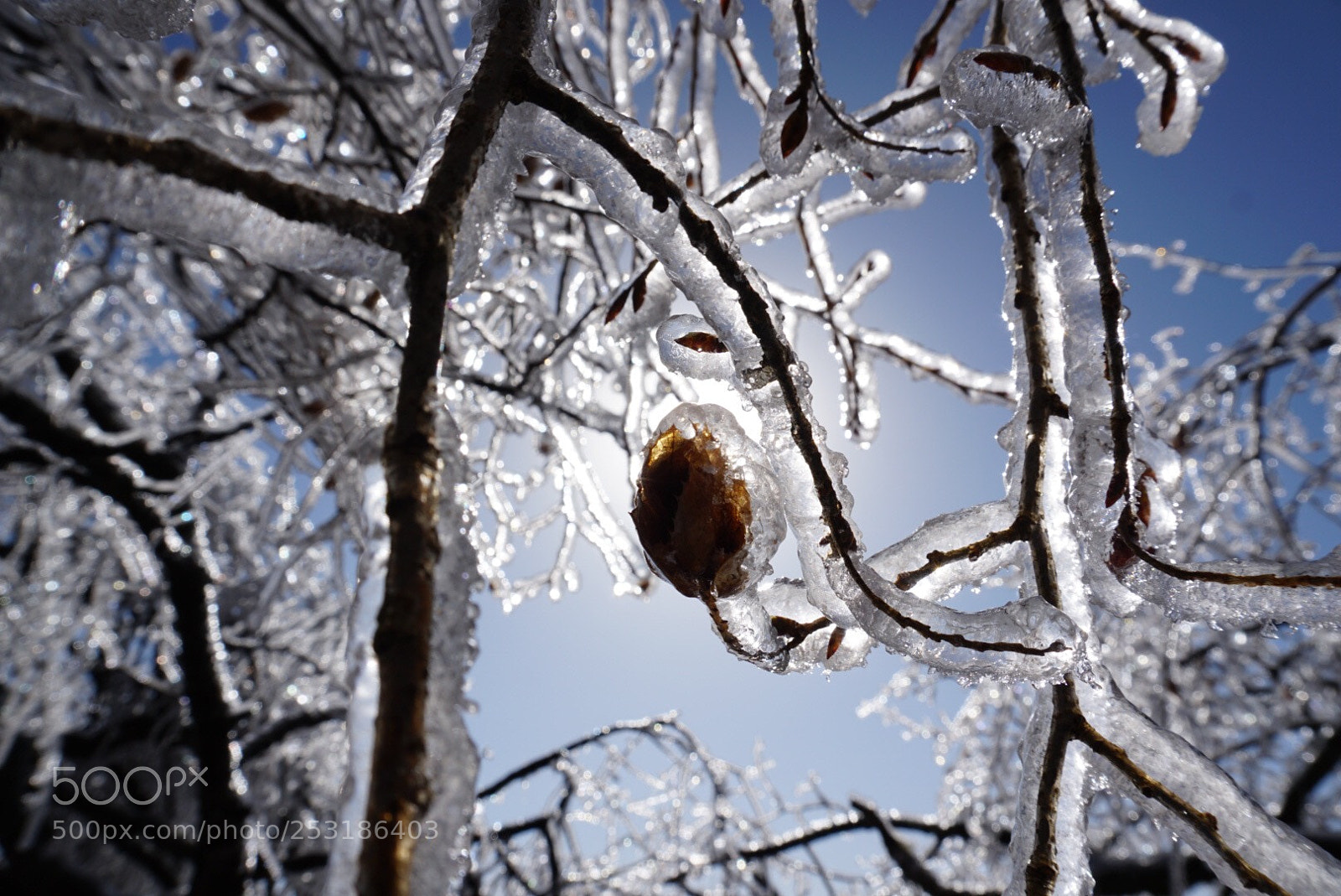 Sony a6300 sample photo. Frozen photography
