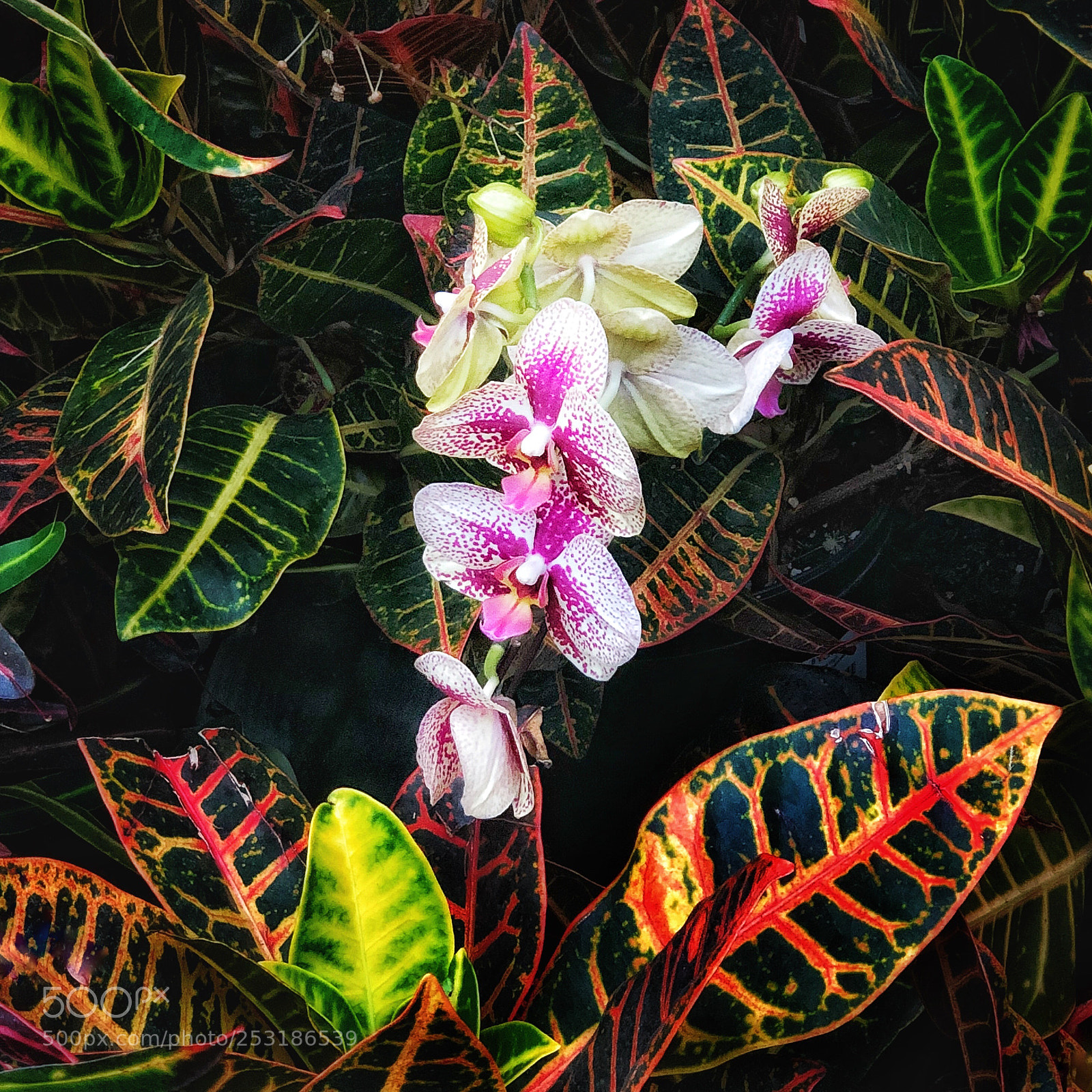 Apple iPhone X sample photo. Orchids and coleus, ny photography