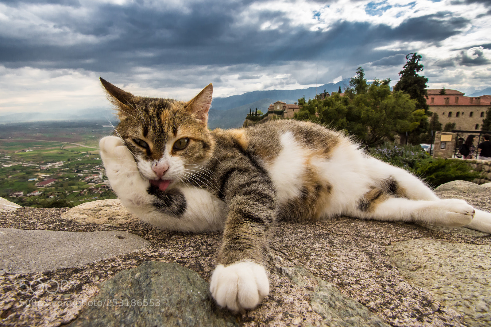 Nikon D7200 sample photo. Addorable kitten photography