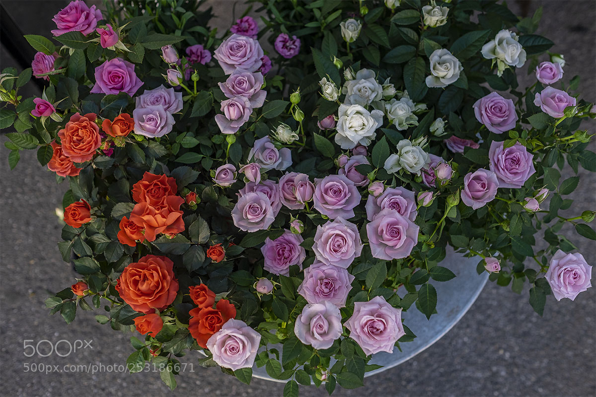 Fujifilm X-T1 sample photo. Rosen mix photography