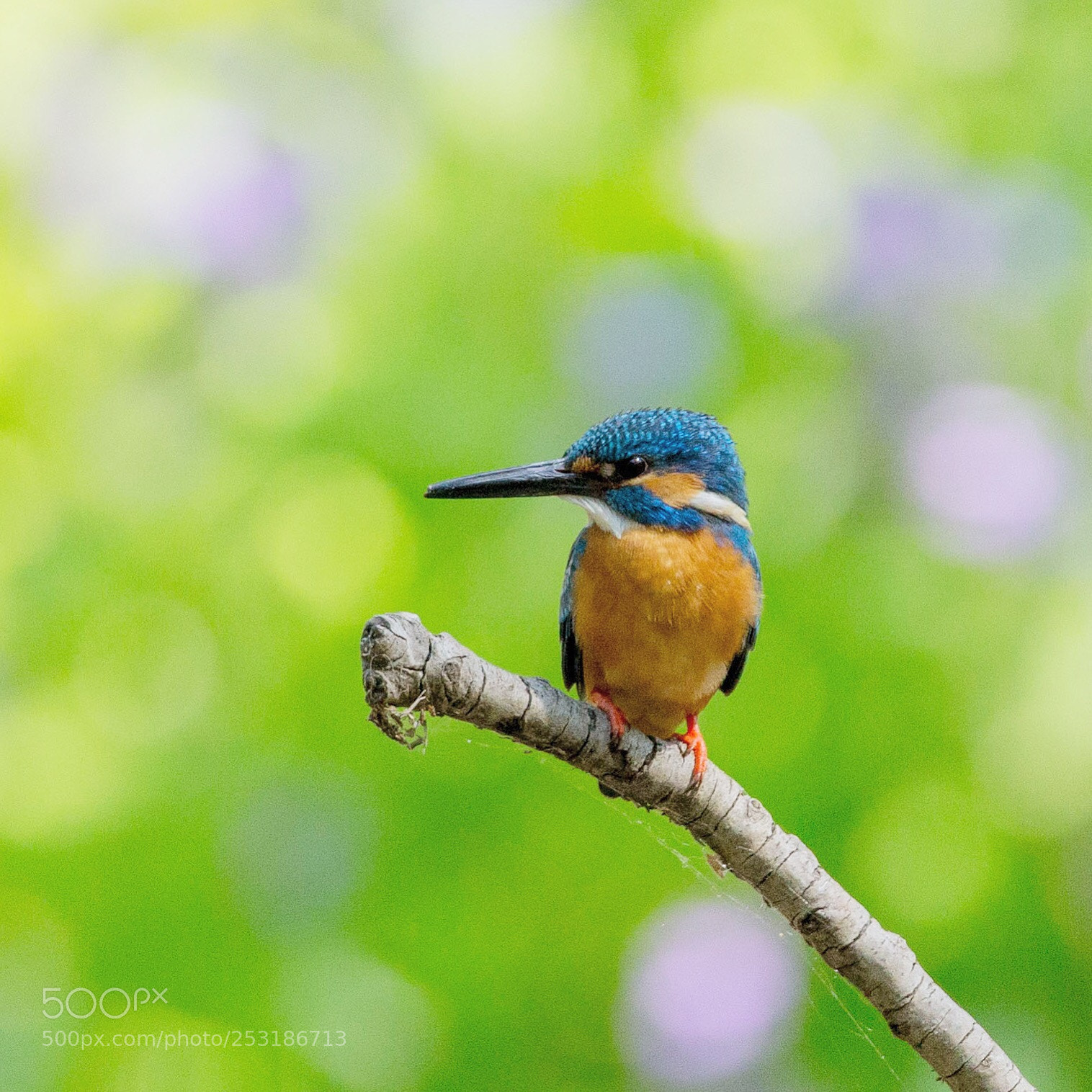 Canon EOS-1D X sample photo. Kingfisher photography