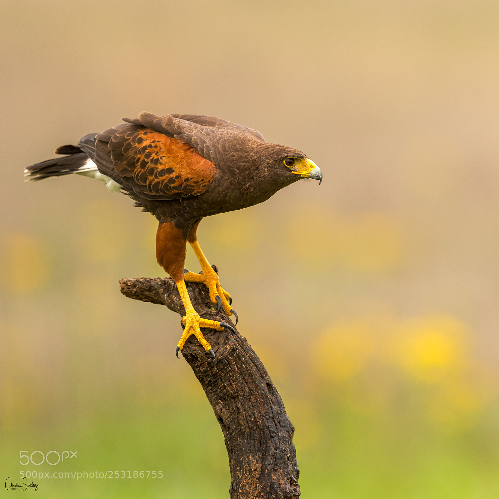 Nikon D4 sample photo. Harris's hawk photography