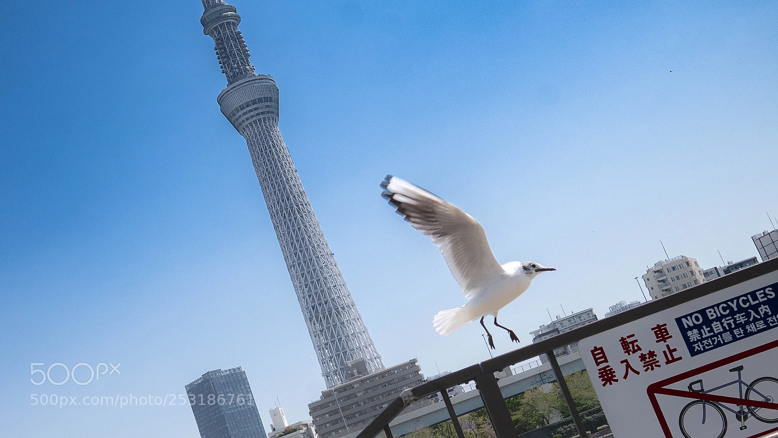 Sony a6500 sample photo. Tokyo sky tree and photography