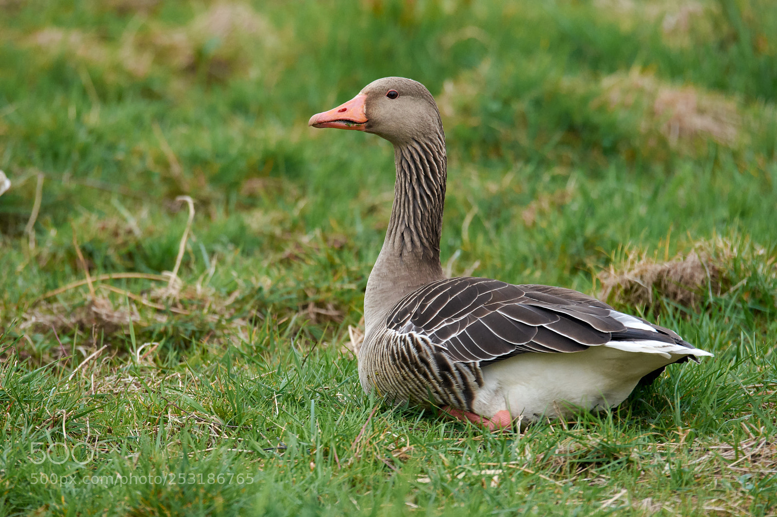 Nikon D7200 sample photo. Grey goose photography