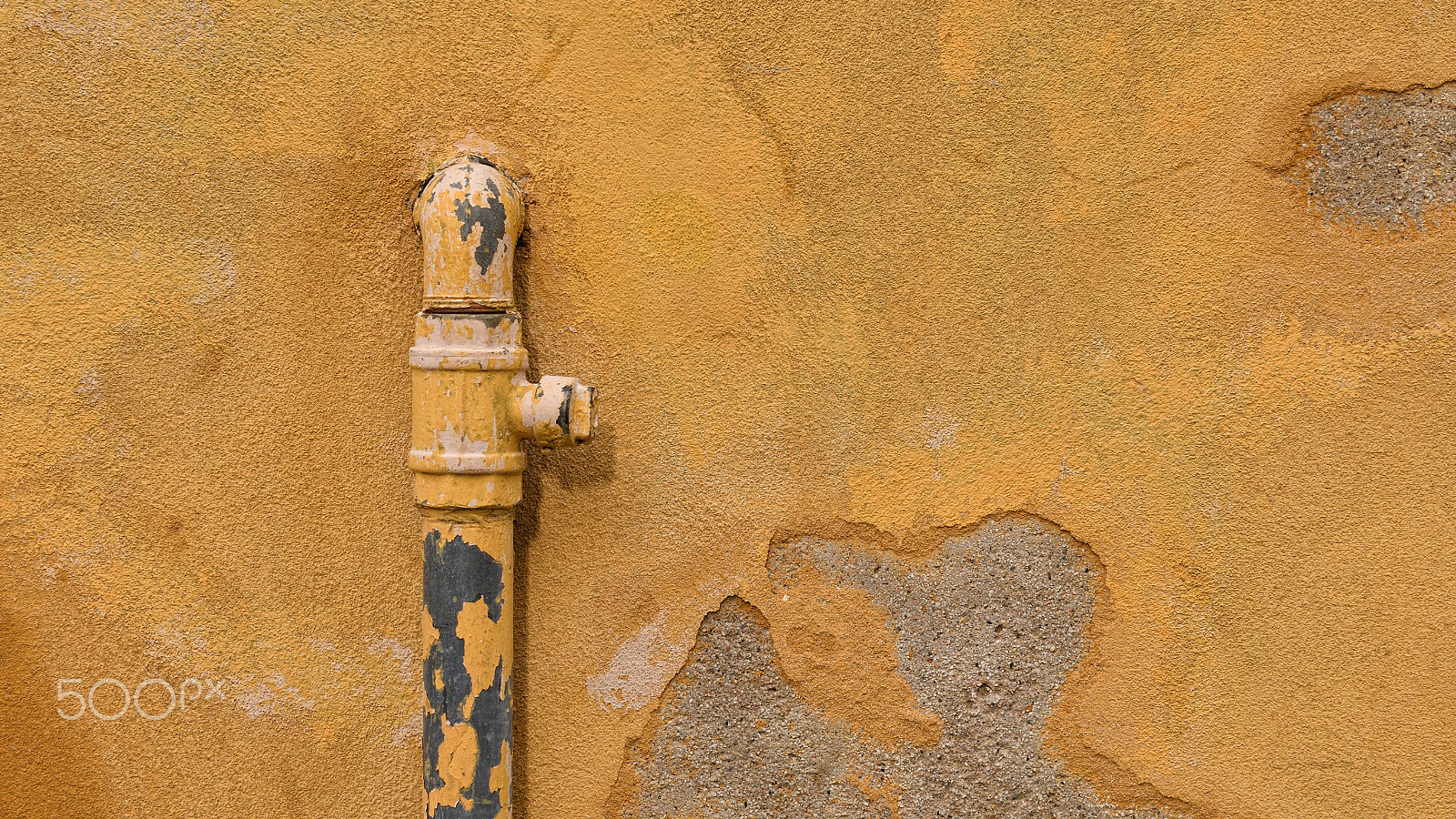 Nikon AF-S Nikkor 24-70mm F2.8G ED sample photo. Yellow photography