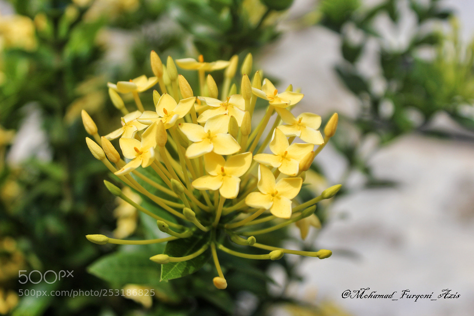 Canon EOS 1200D (EOS Rebel T5 / EOS Kiss X70 / EOS Hi) sample photo. Yellow flowers photography