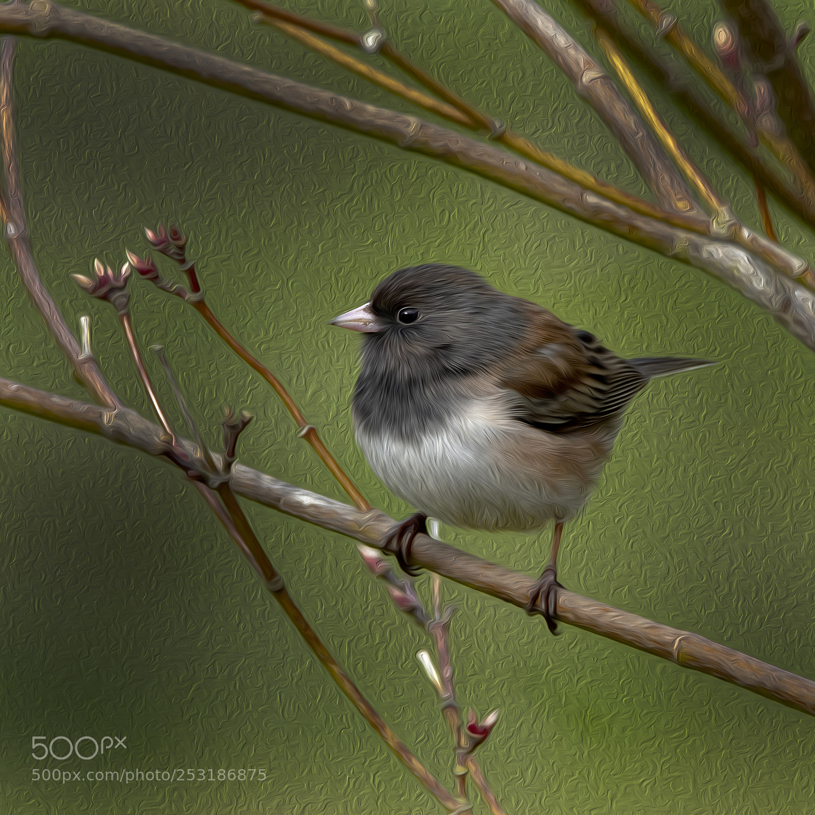 Canon EOS M5 sample photo. Dark-eyed junco photography