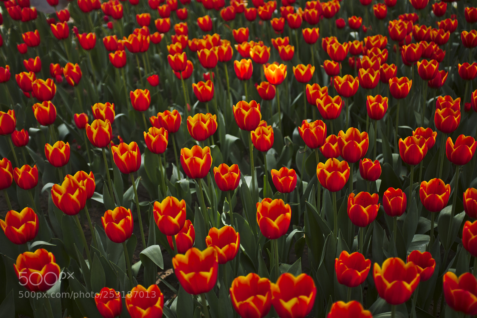 Fujifilm X100F sample photo. Tulips in the jingshan photography