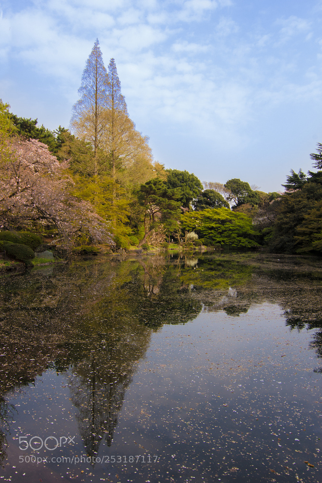 Canon EOS 60D sample photo. Tokyo sakura 18 photography
