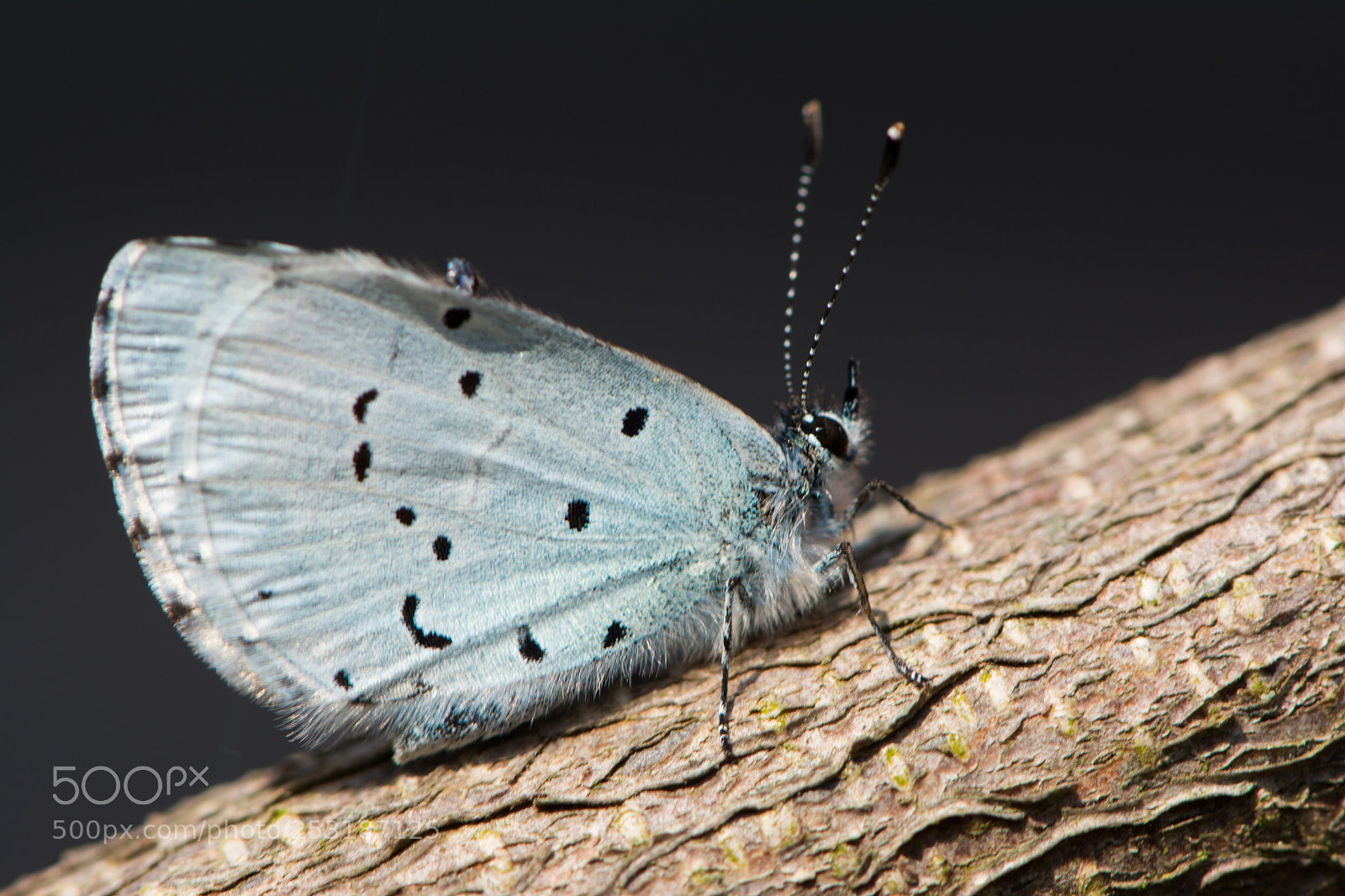 Nikon D7100 sample photo. Holly blue photography