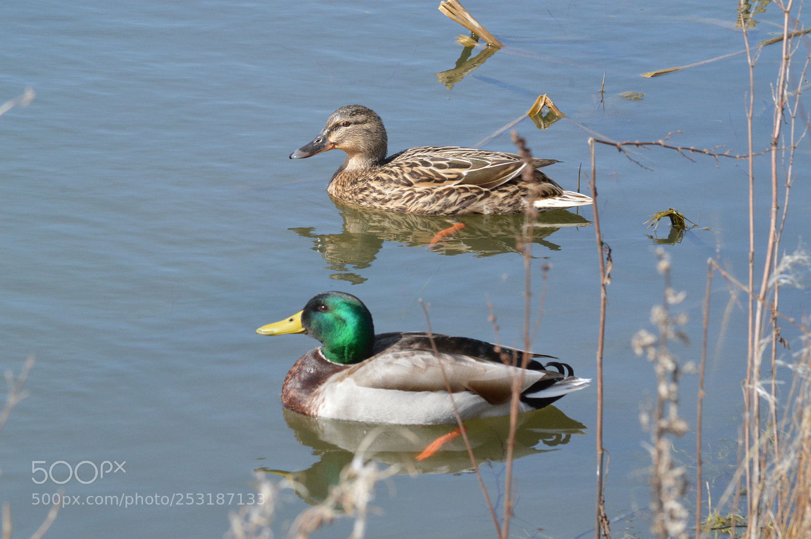 Nikon D3200 sample photo. Mallards photography