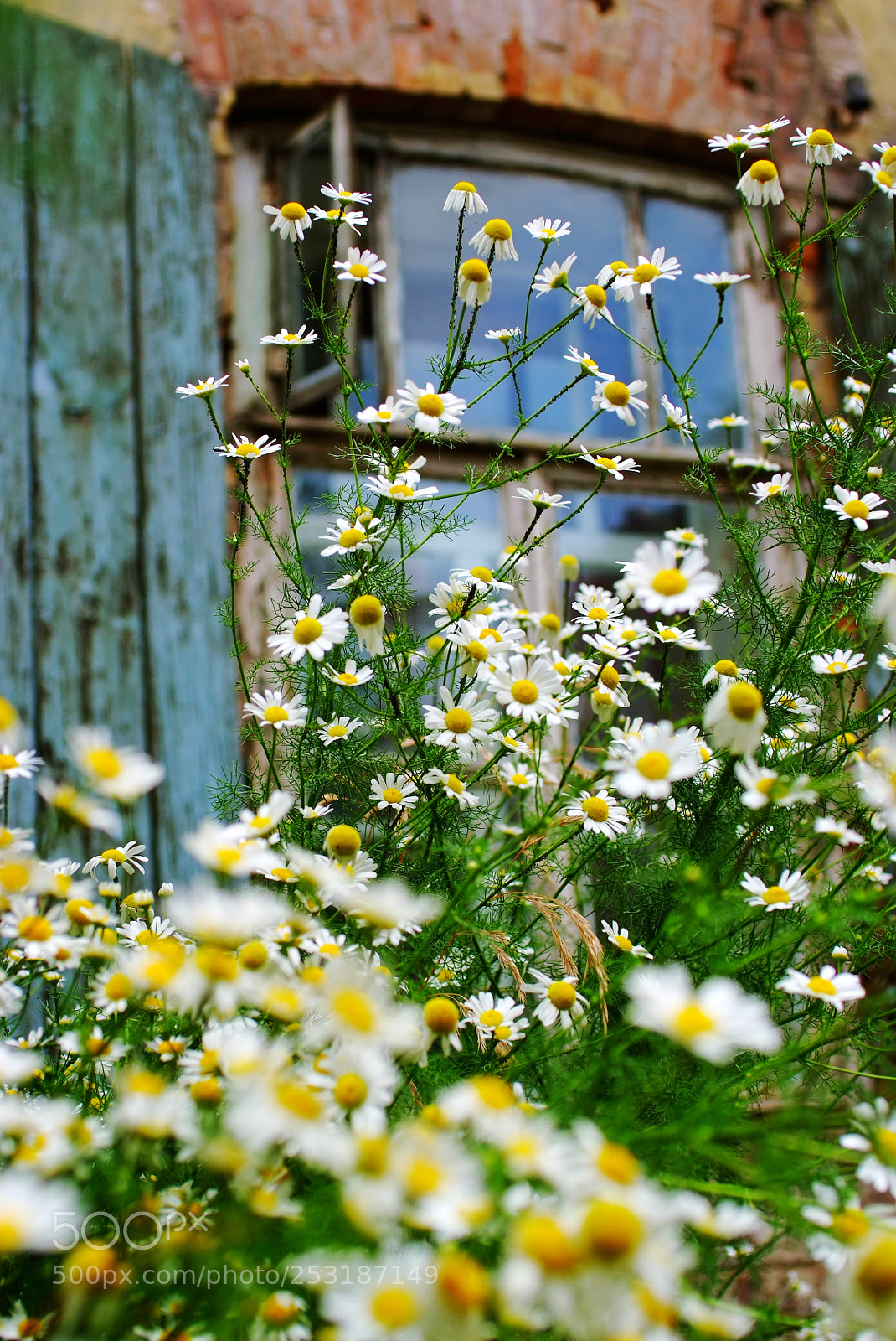 Fujifilm FinePix S5 Pro sample photo. Chamomile flowers by the photography
