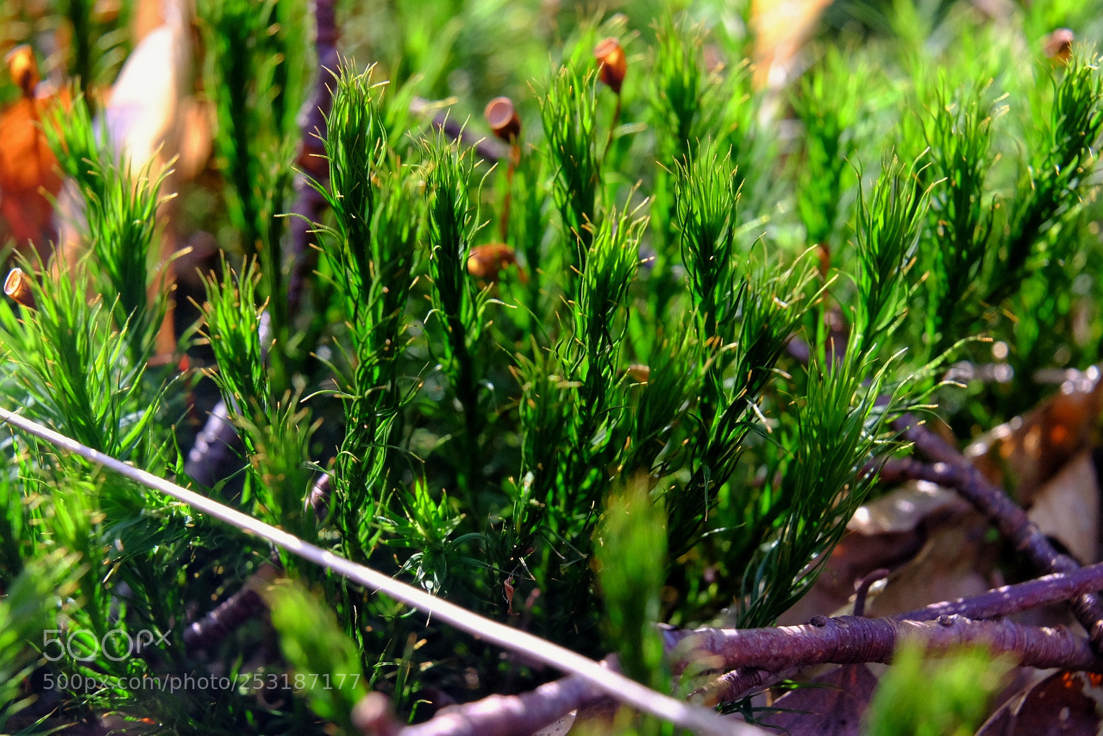 Fujifilm X-T10 sample photo. Beautiful plants upclose photography