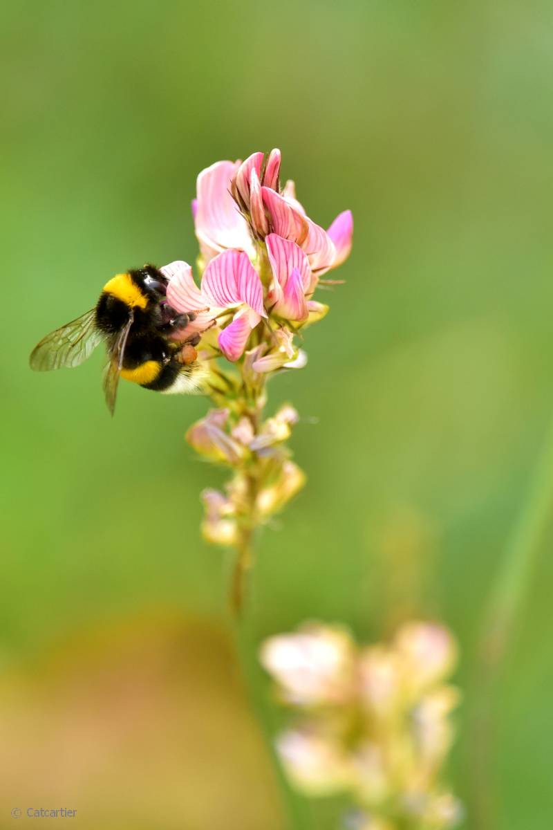 Nikon Nikkor AF-S 300mm F4E PF ED VR sample photo. J'y suis, j'y reste ! photography