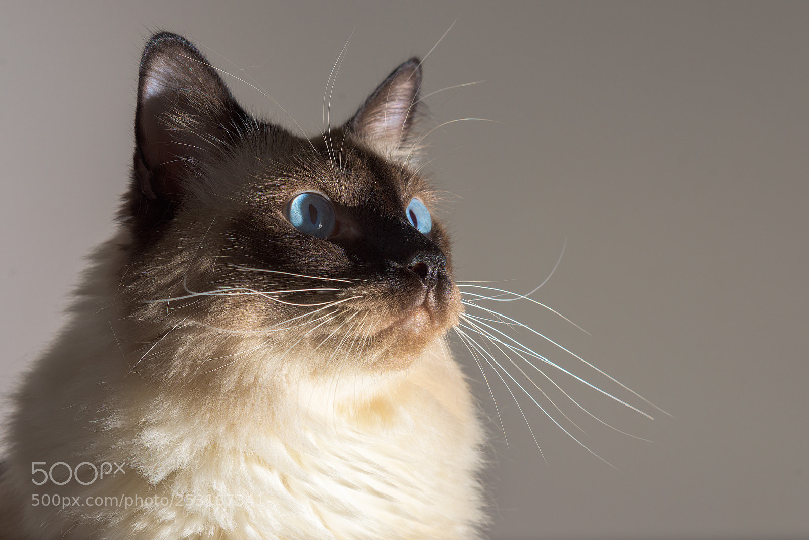 Nikon D810 sample photo. Cat photo photography