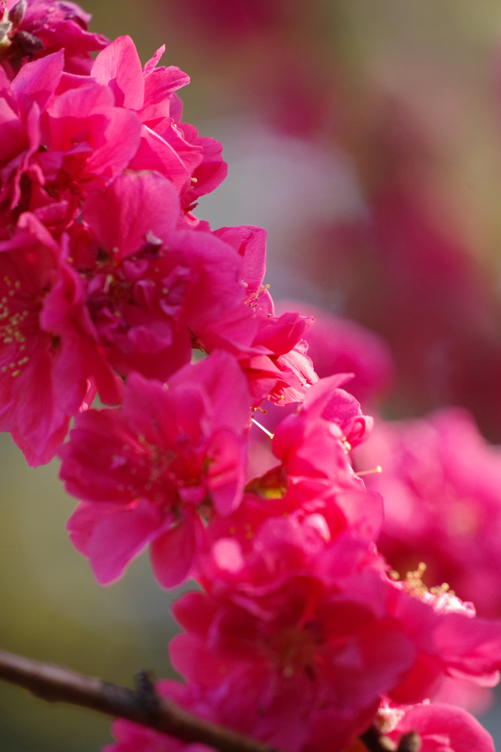 Pentax K-70 sample photo. Peach blossom 2018 #2 photography