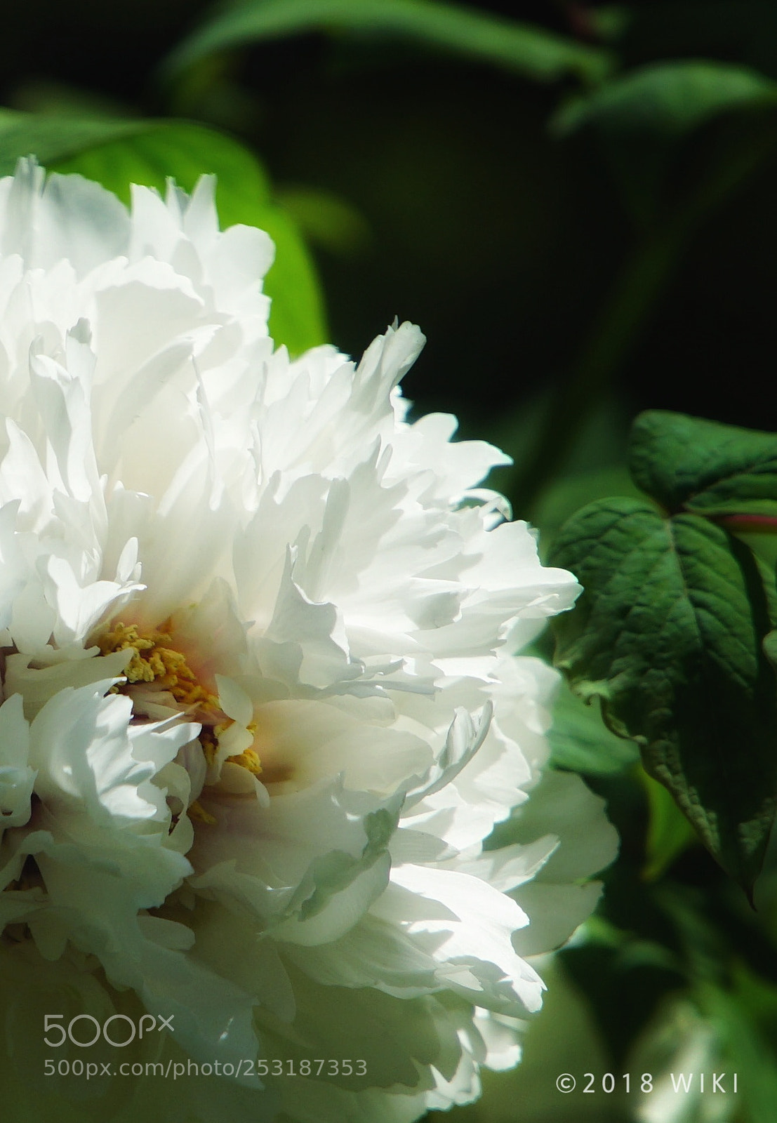 Sony a5100 sample photo. White peony photography