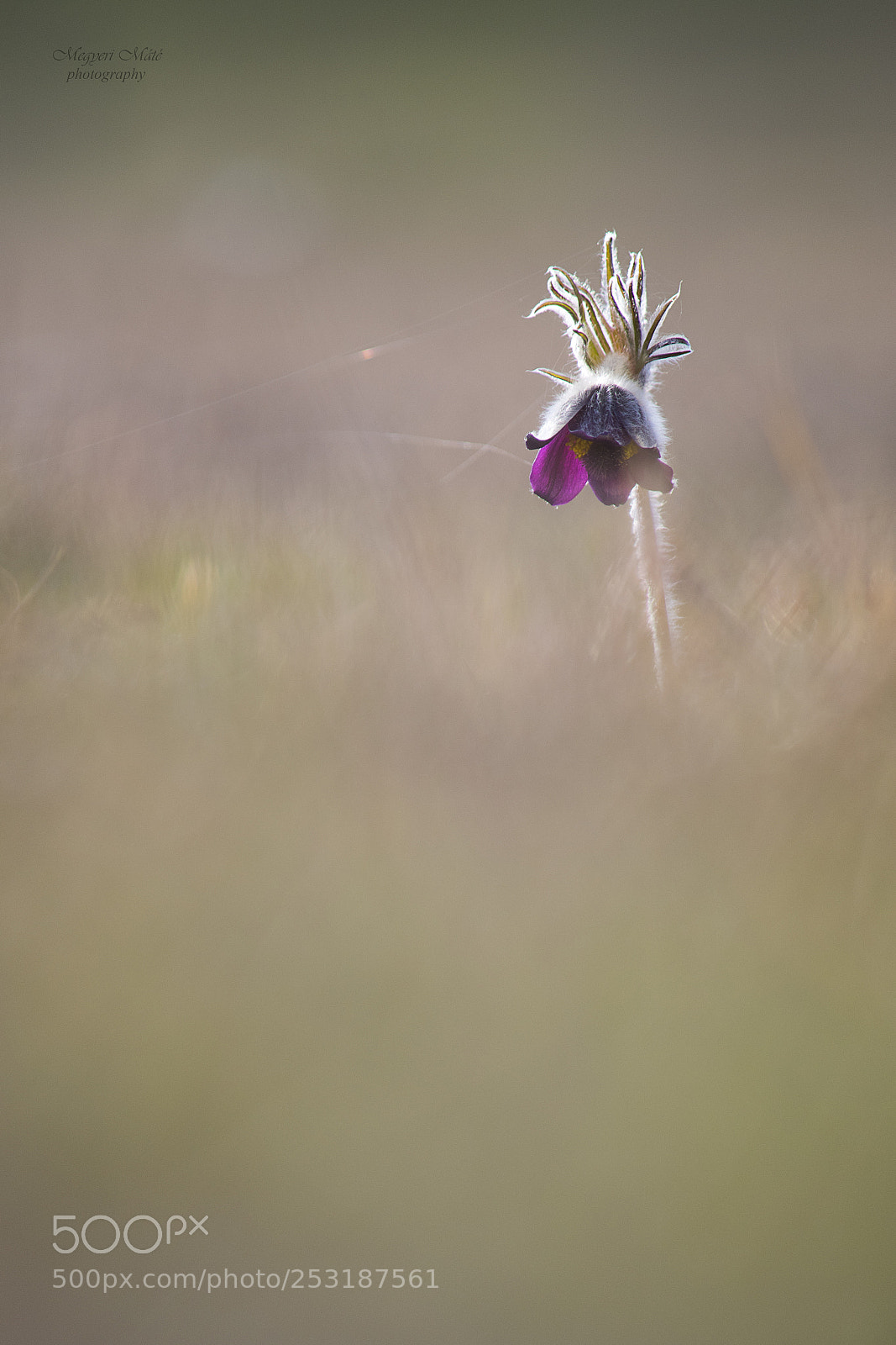 Nikon D500 sample photo. Black anemone photography