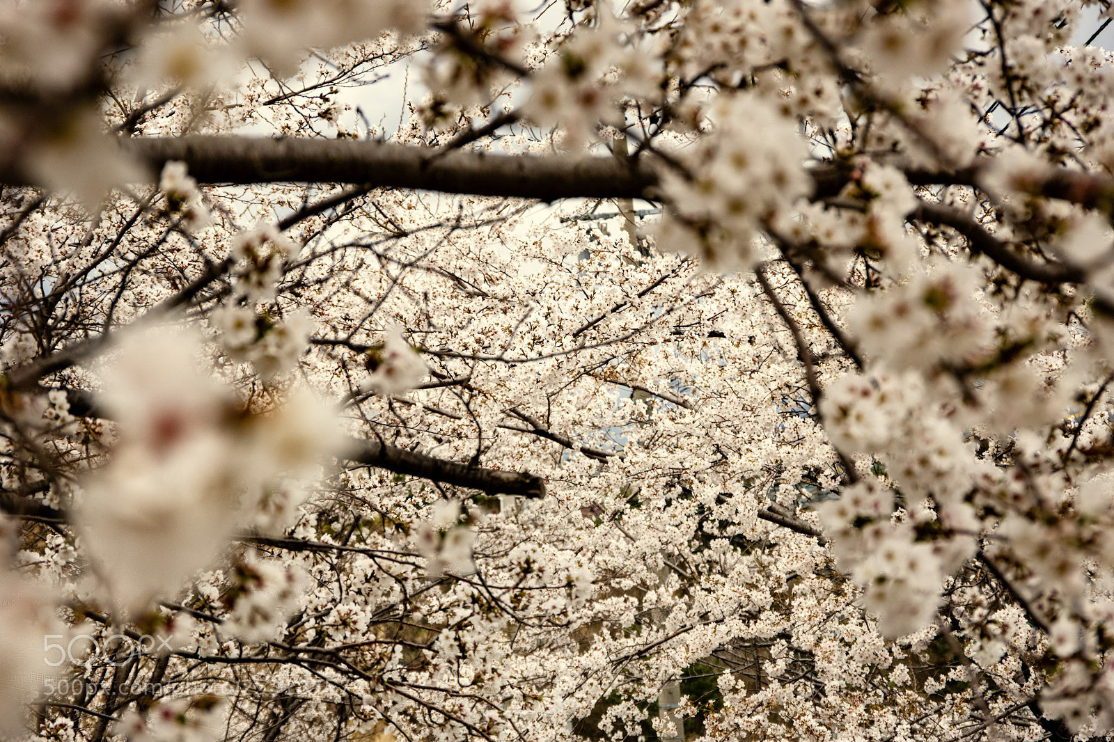 Pentax K-70 sample photo. Sakura photography