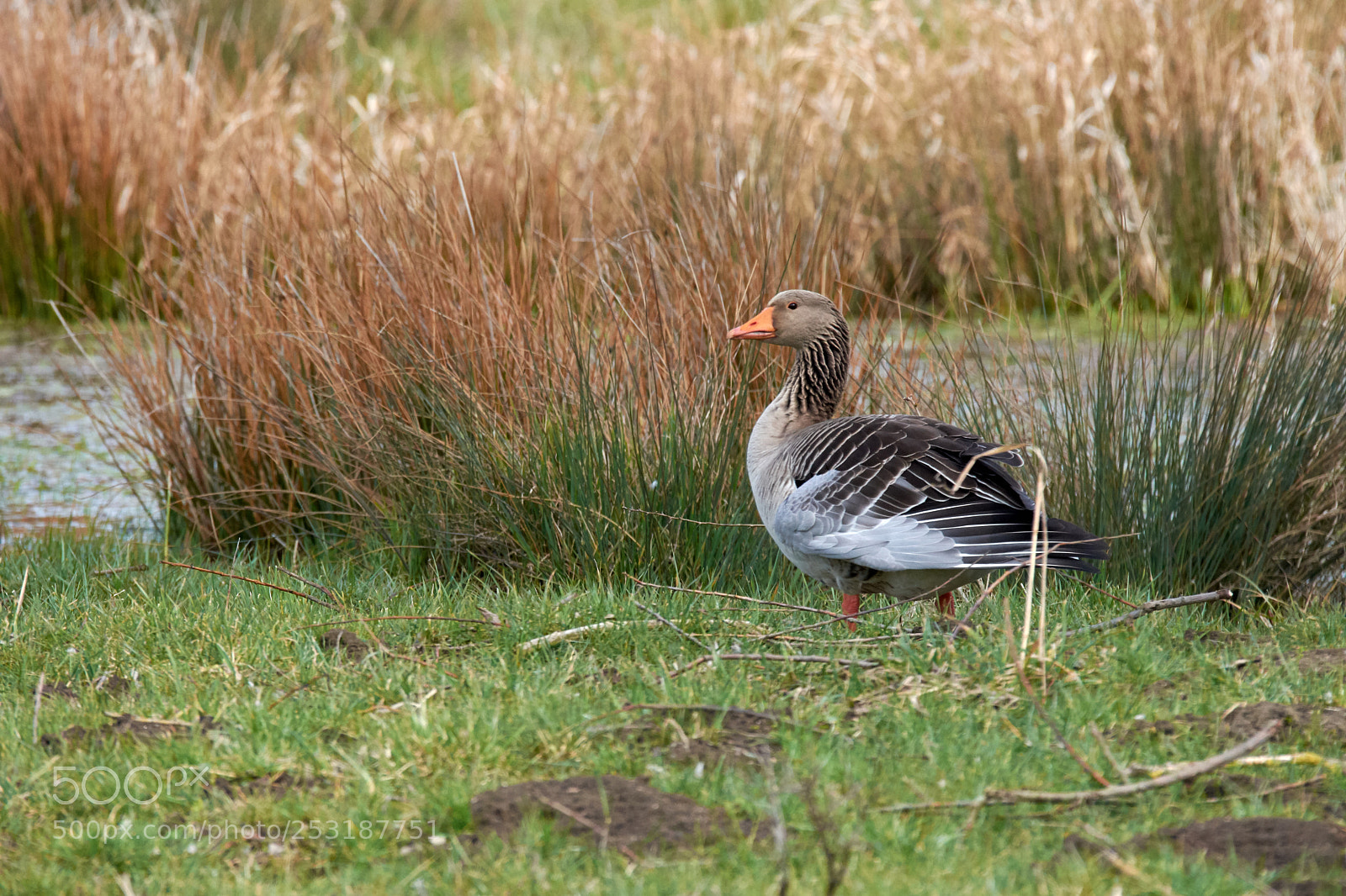 Nikon D7200 sample photo. Grey goose photography
