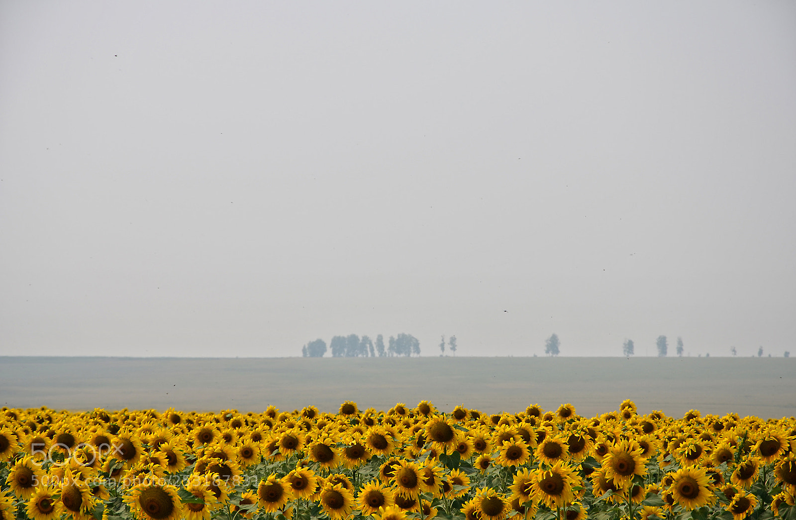 Nikon D5100 sample photo. Untitled photography