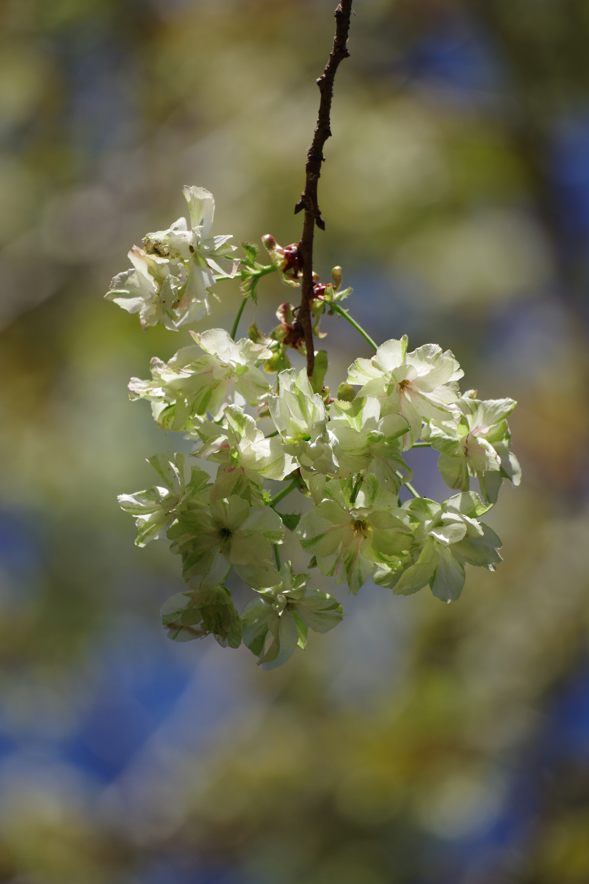 Pentax K-70 sample photo. Green flowers (sakura 2018 #18) photography