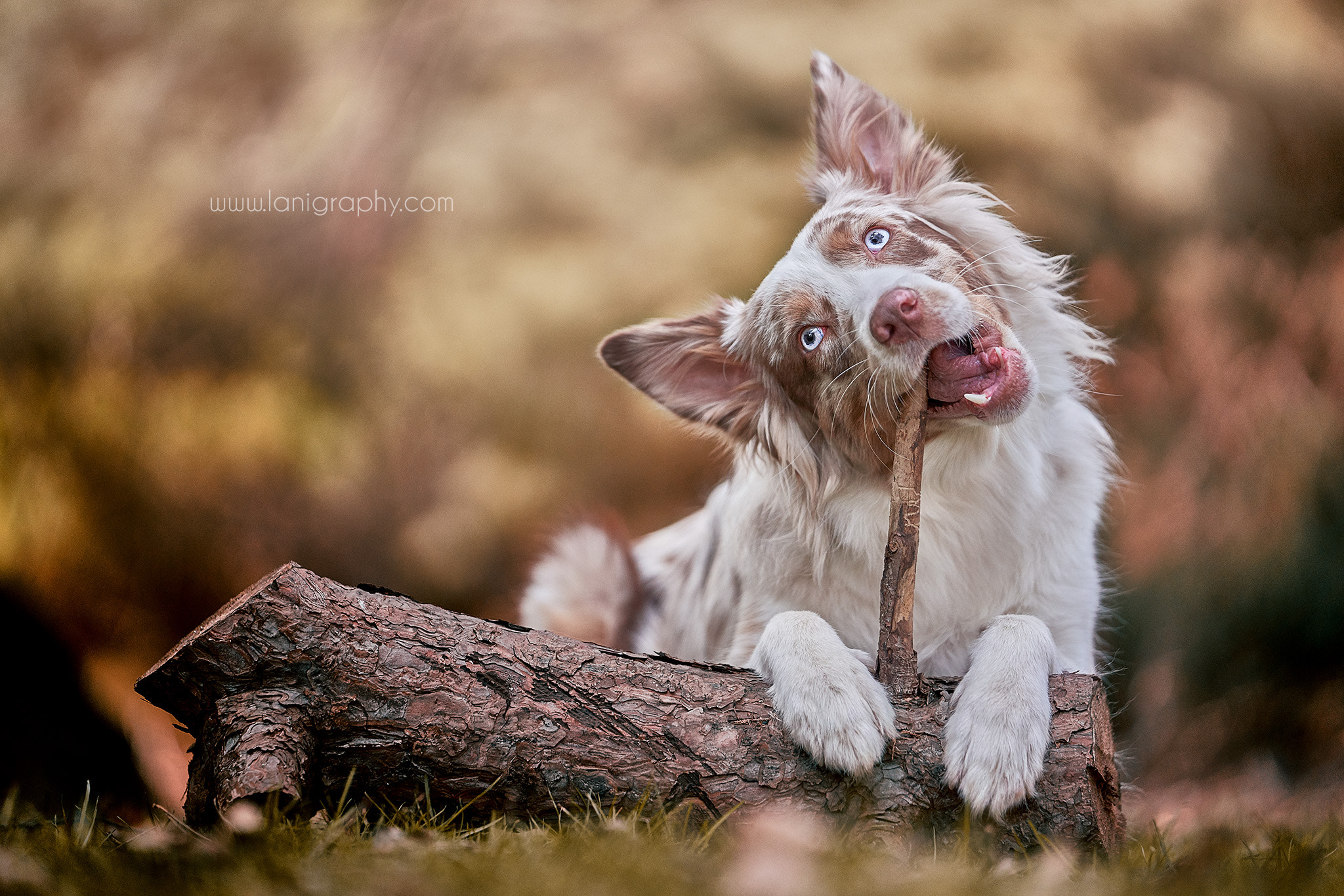 Sony FE 70-200mm F2.8 GM OSS sample photo. Loki photography