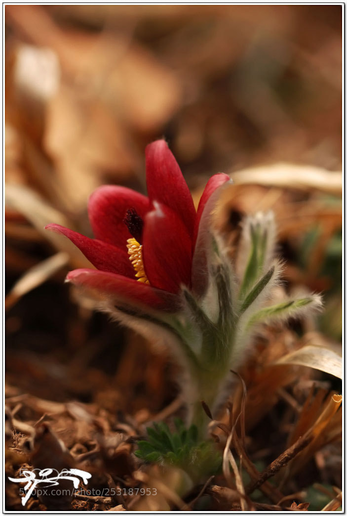 Canon EOS 60D sample photo. Pasqueflower (할미꽃) photography