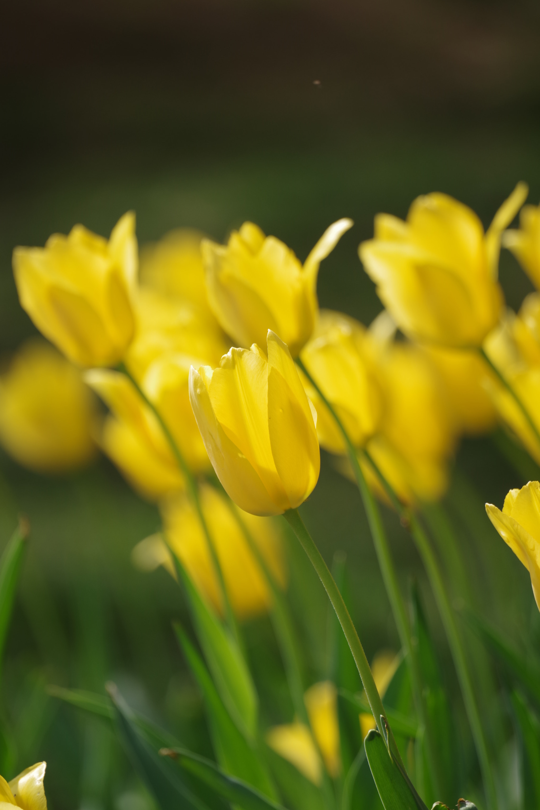 Pentax K-70 sample photo. Tulip 2018 #2 photography