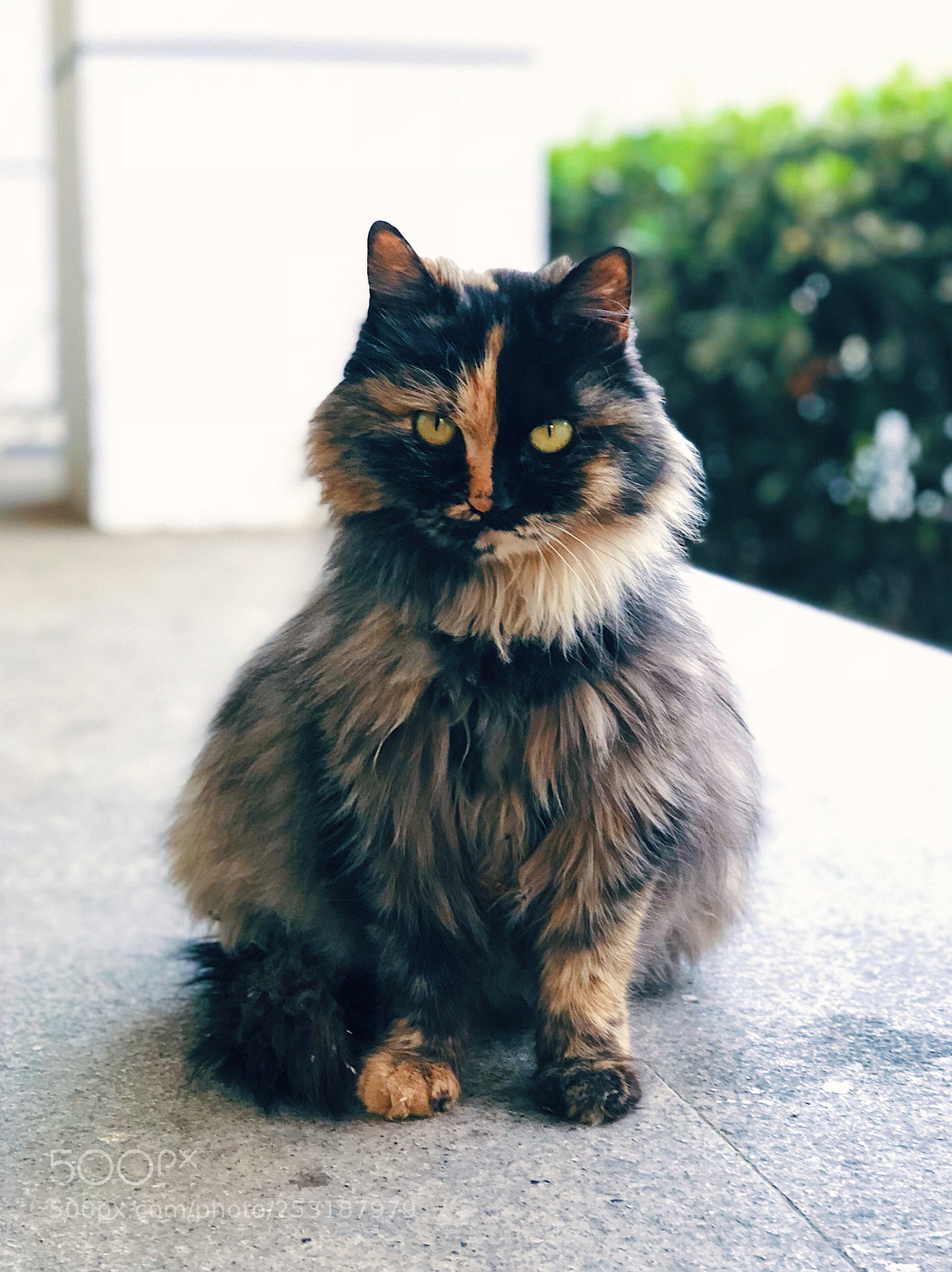 Apple iPhone 8 Plus sample photo. Cat in the school photography