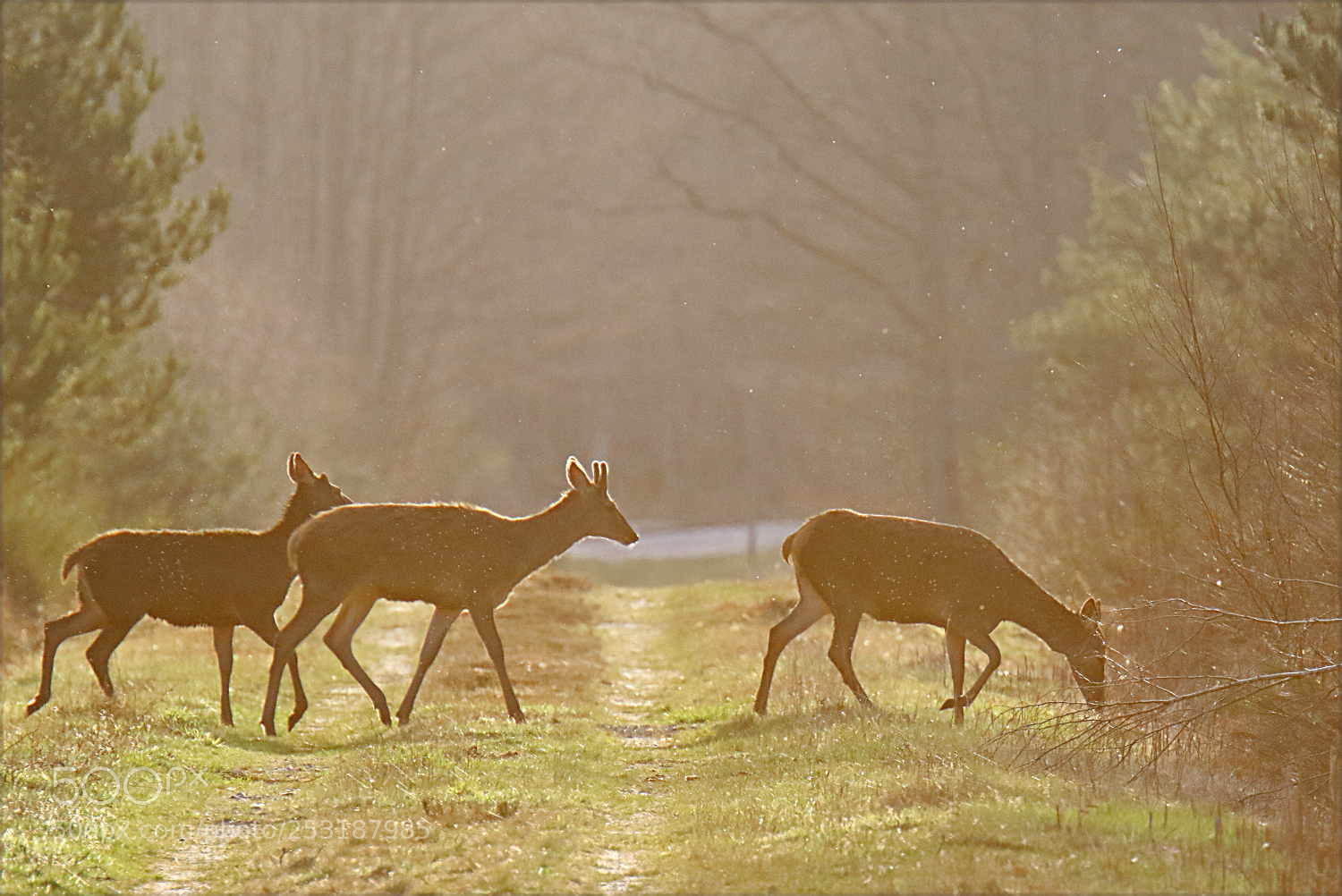 Canon EOS 7D Mark II sample photo. Biche et cerfs photography