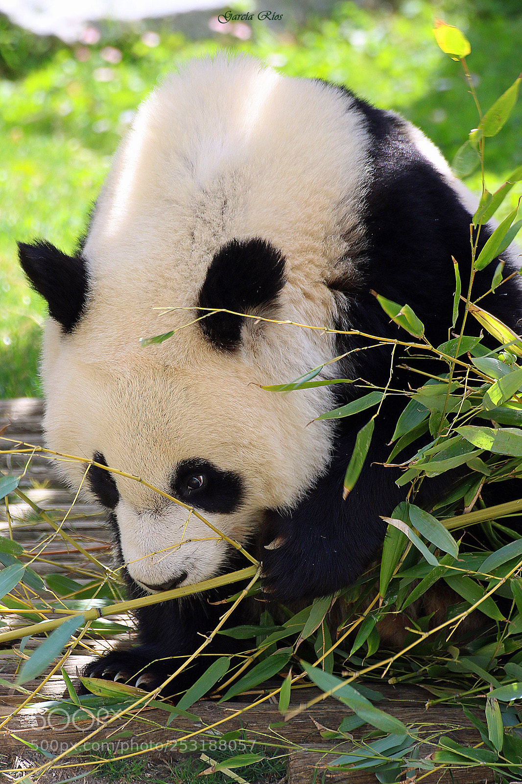Canon EOS 750D (EOS Rebel T6i / EOS Kiss X8i) sample photo. Panda.  photography