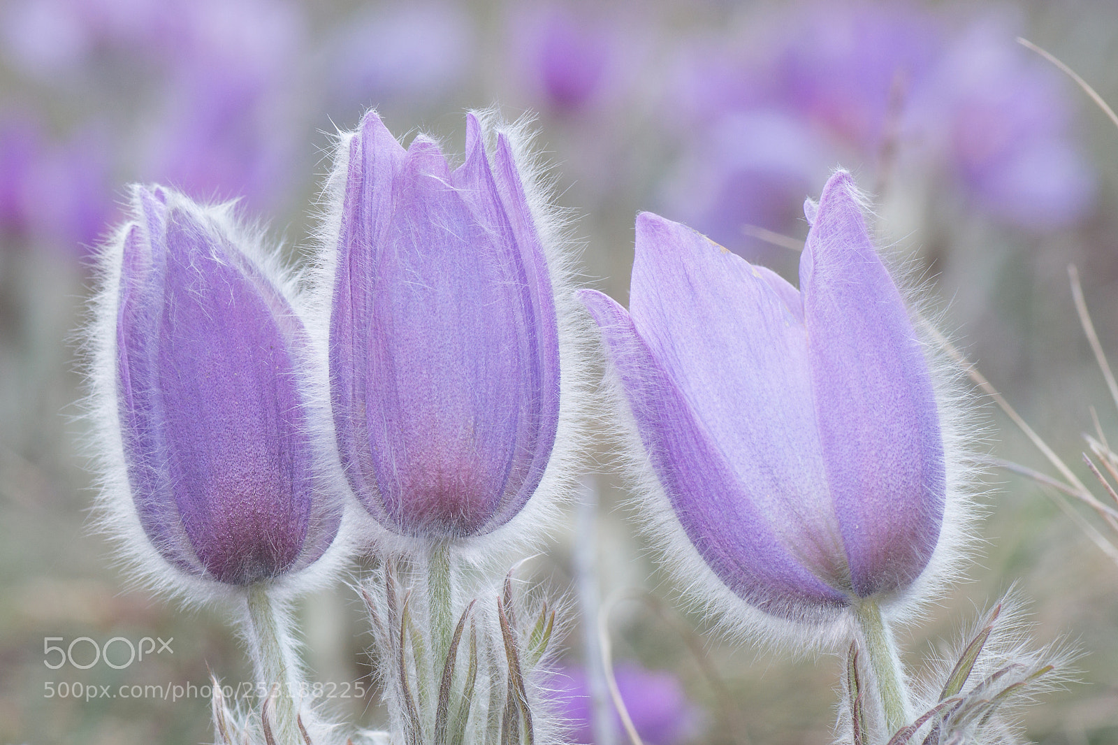 Sony SLT-A57 sample photo. Pasque flower photography