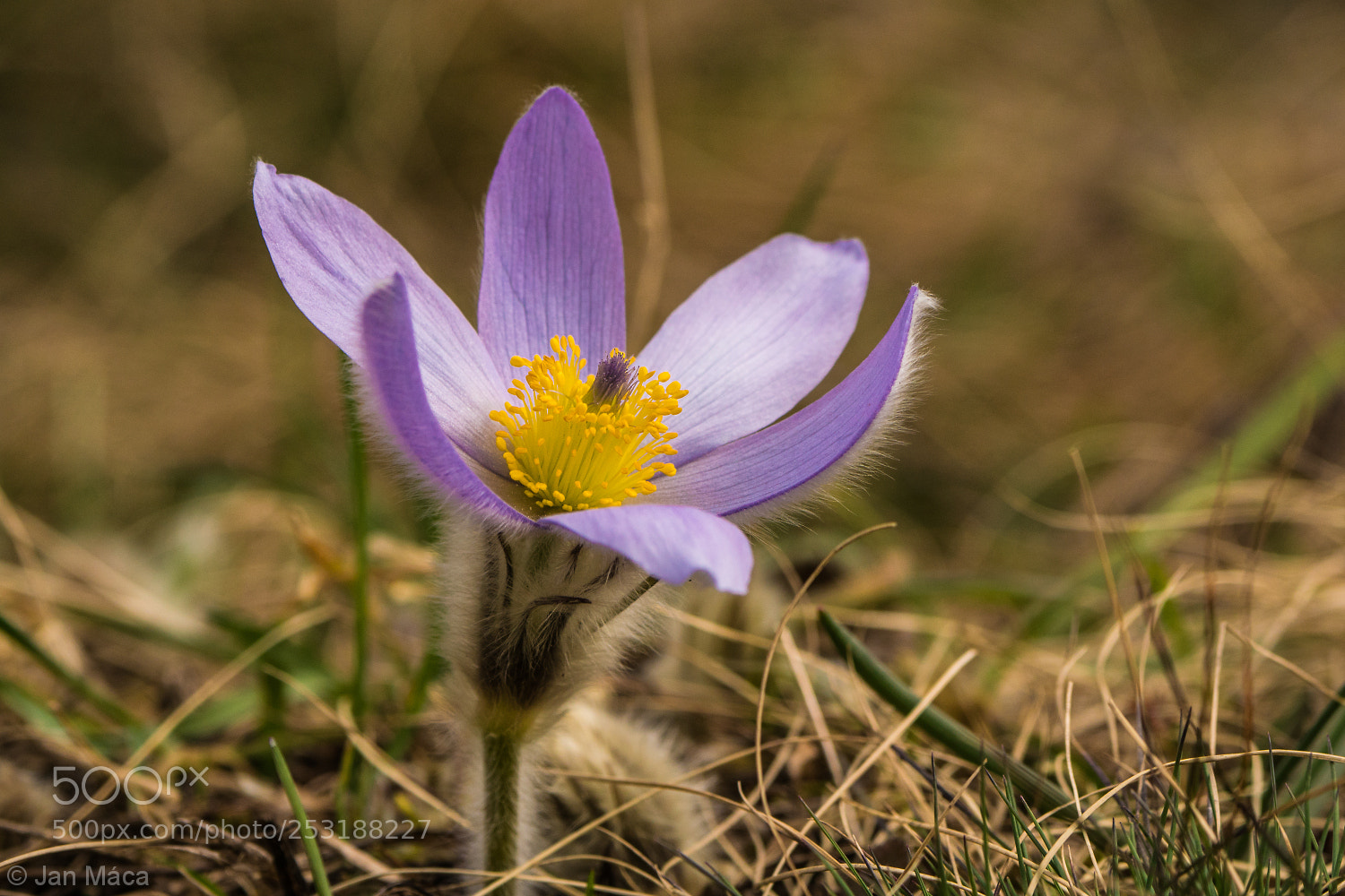Sony ILCA-77M2 sample photo. Pasque flower photography