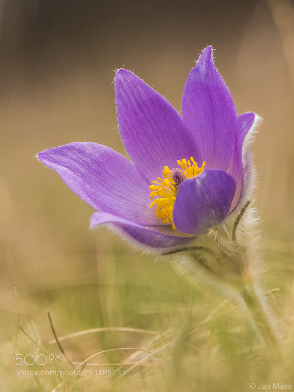 Sony ILCA-77M2 sample photo. Pasque flower photography