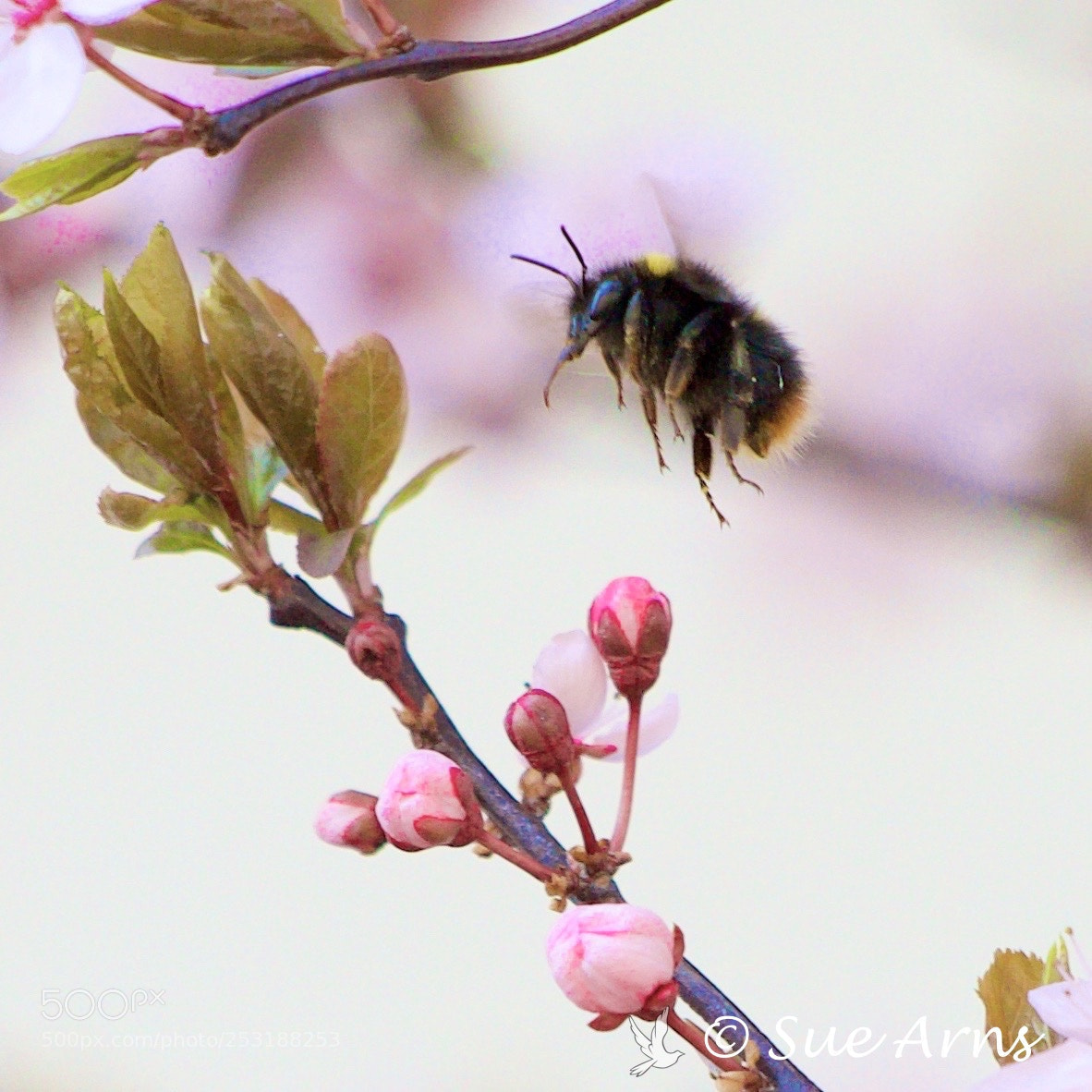 Canon EOS-1D X Mark II sample photo. Ready for landing photography