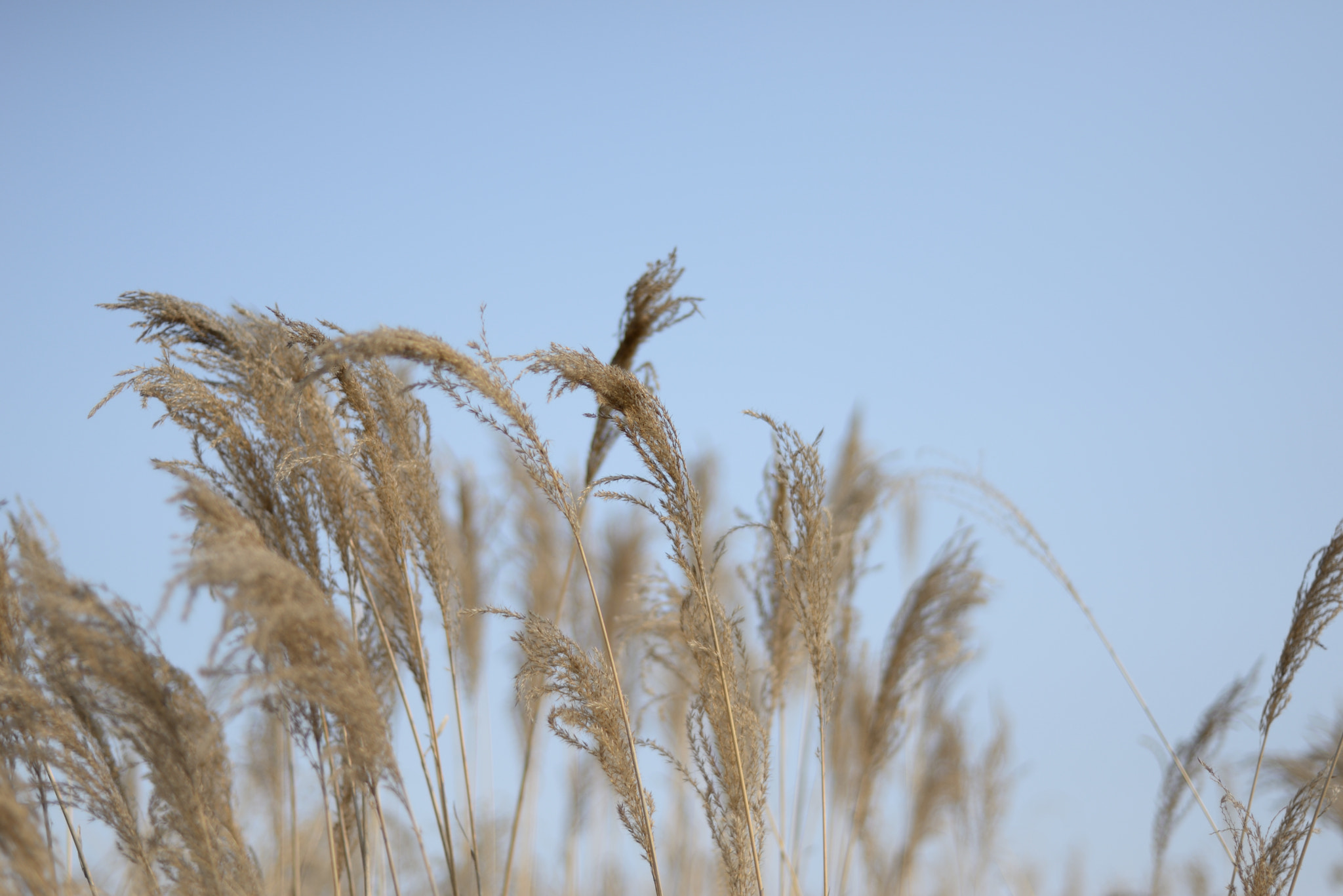 Nikon D610 + Nikon AF Nikkor 50mm F1.8D sample photo