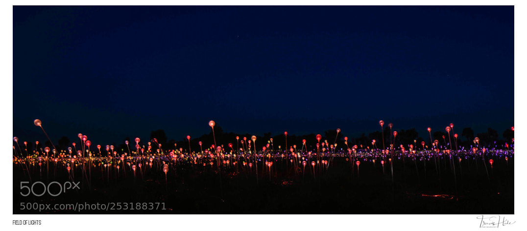 Nikon D610 sample photo. Field of lights photography