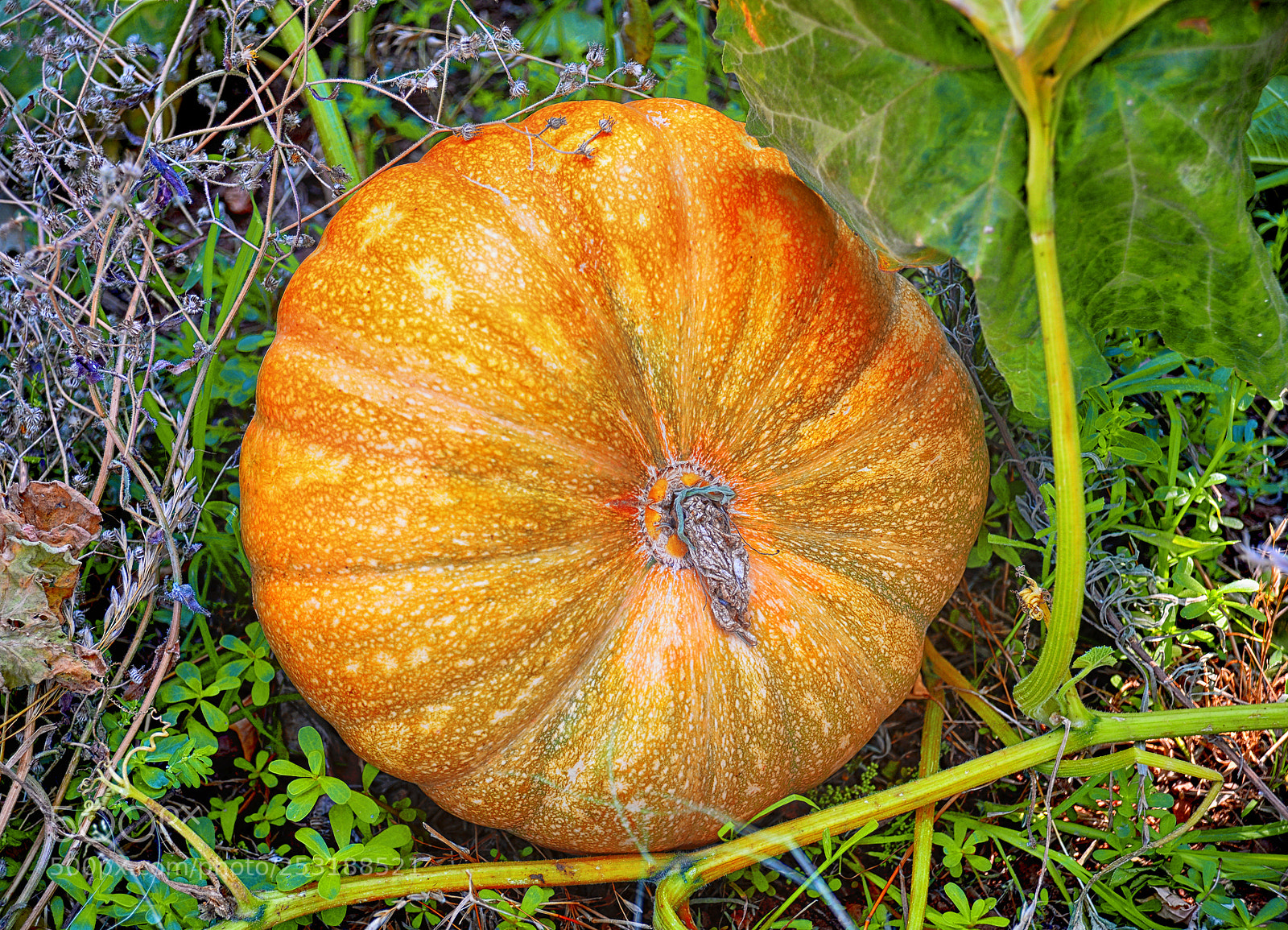 Nikon D610 sample photo. Pumpkin photography