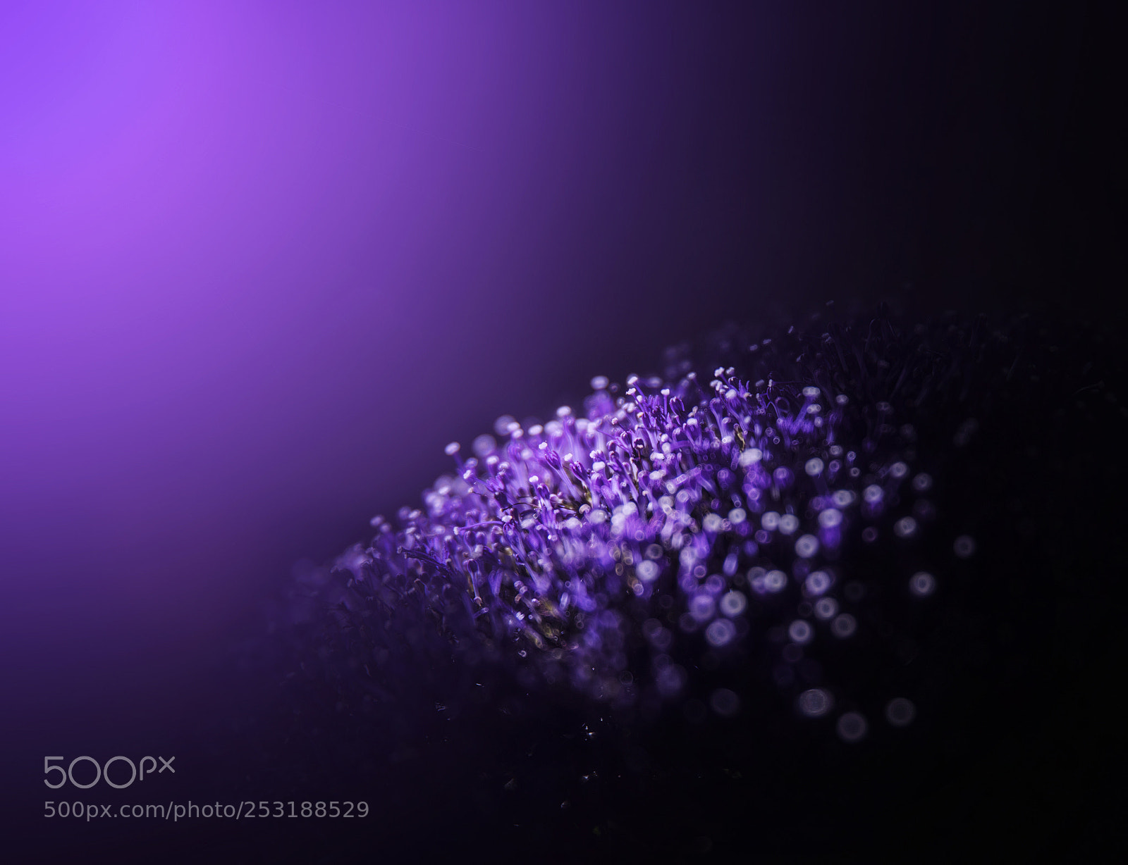 Nikon D810 sample photo. Purple flower photography