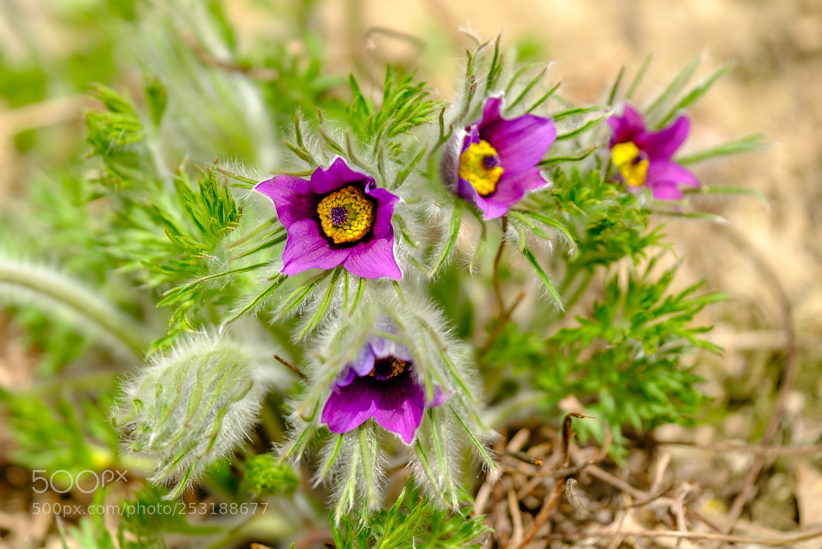 Fujifilm X-T2 sample photo. Pulsatilla vulgaris photography