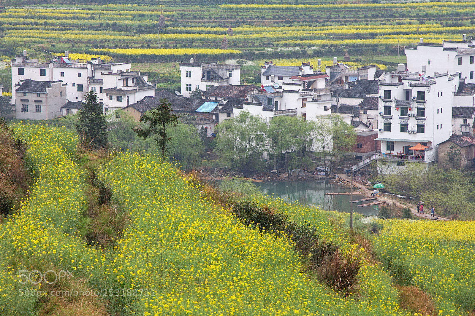 Canon EOS 650D (EOS Rebel T4i / EOS Kiss X6i) sample photo. Living with canola field. photography