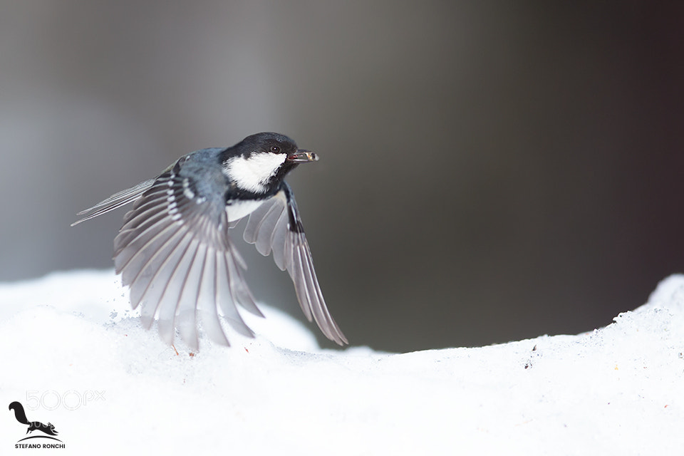 Canon EOS-1D X sample photo. Fly photography