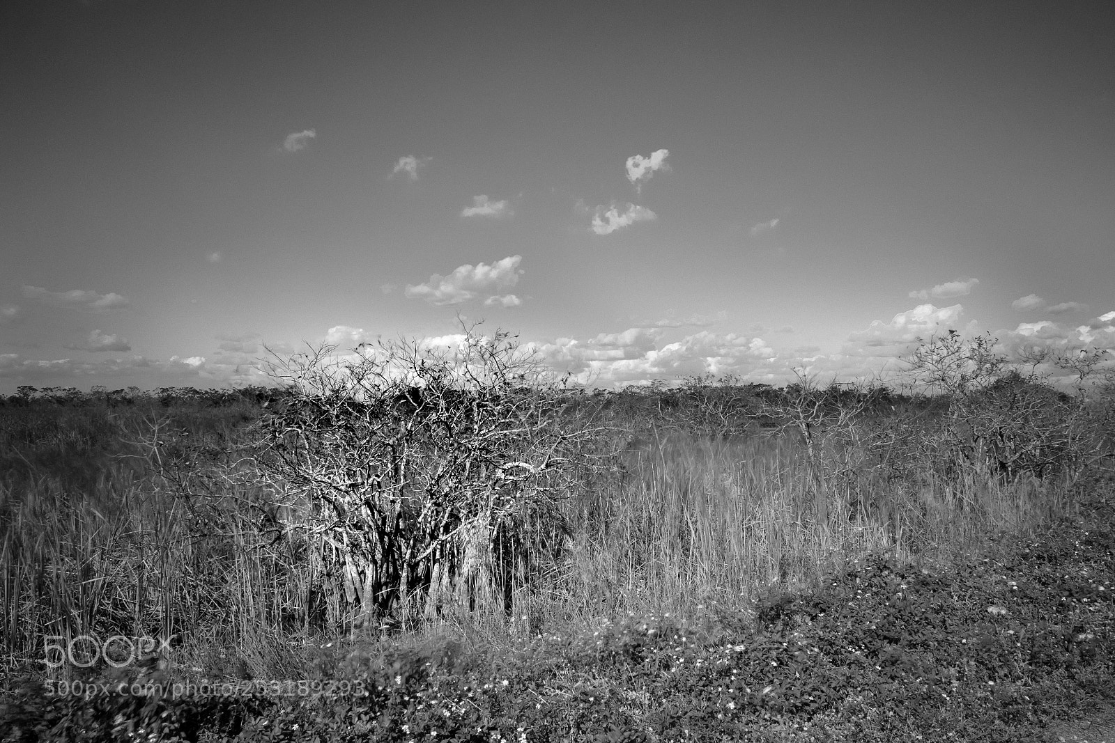 Olympus OM-D E-M1 sample photo. Hidden in plain sight photography