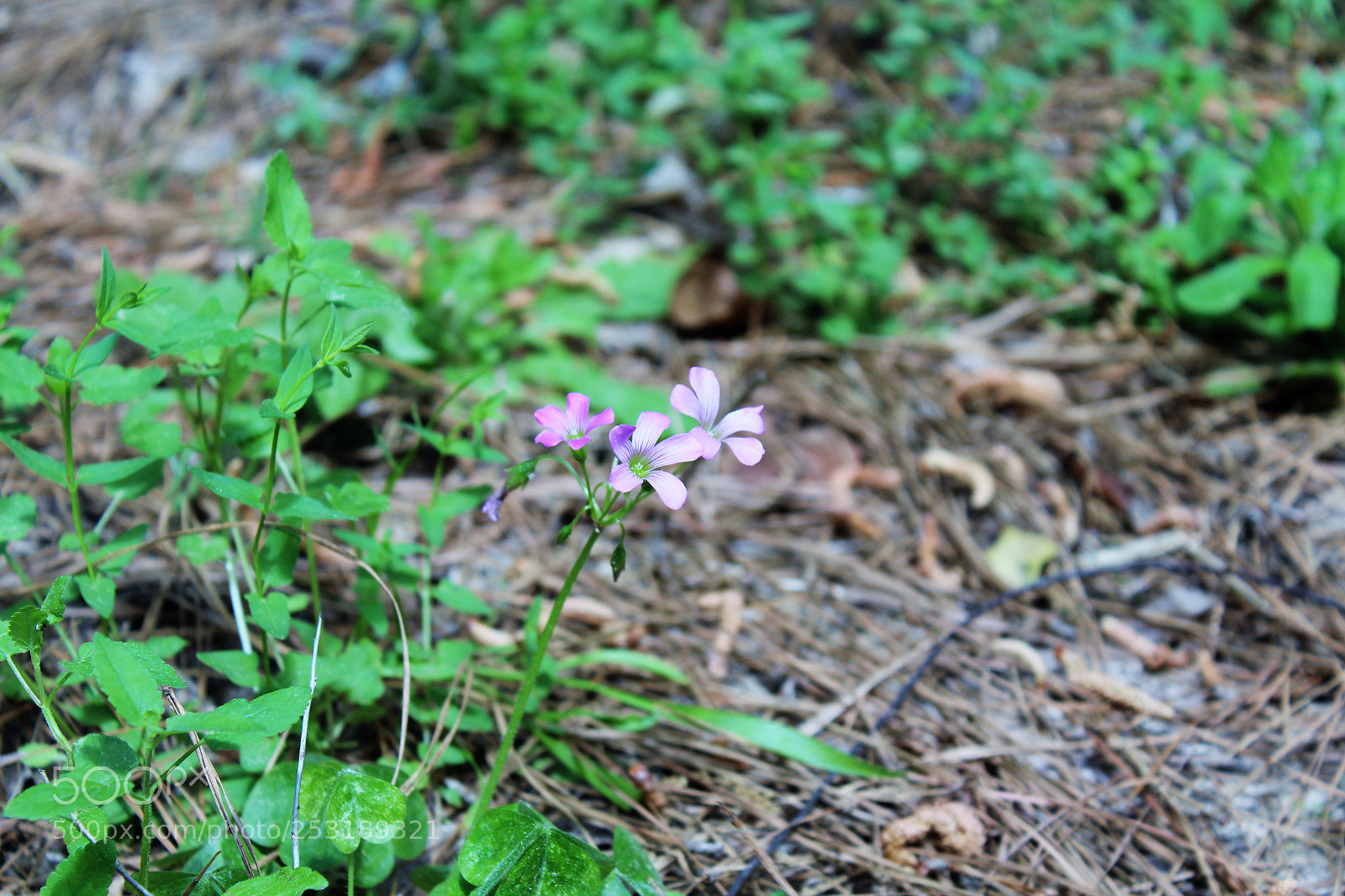 Canon EOS 600D (Rebel EOS T3i / EOS Kiss X5) sample photo. Dean flessas sc2 photography
