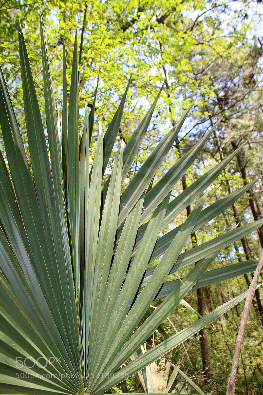 Canon EOS 600D (Rebel EOS T3i / EOS Kiss X5) sample photo. Dean flessas sc3 photography